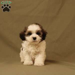 Quinn, Maltipoo Puppy